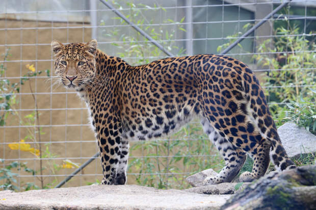 Севернокитайский леопард (Panthera pardus japonensis)