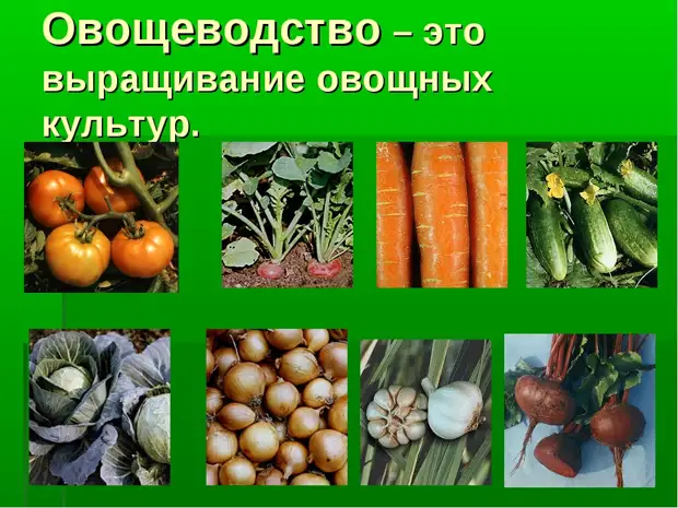 Проект по окружающему миру 4 класс овощеводство