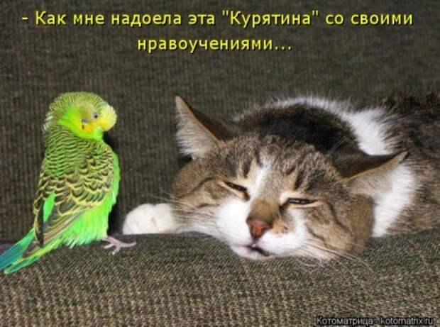 Веселая котоматрица