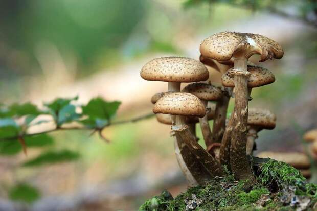 Специалист Тихомиров: перед сбором грибов важно изучить их внешний вид