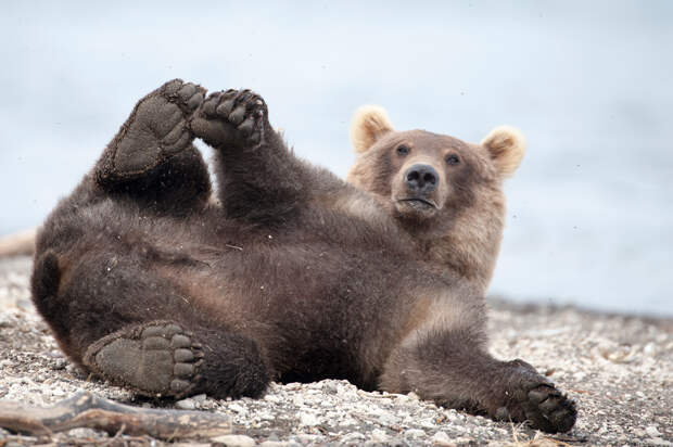 Bear_02920