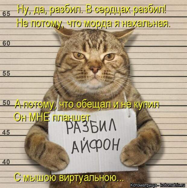 Лучшие котоматрицы недели (50 фото)