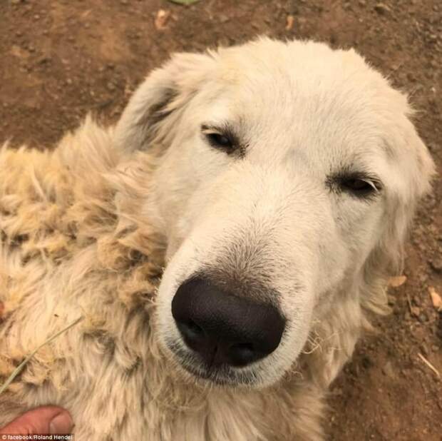 Пастушья собака спасла свое стадо в жутком лесном пожаре, где были бессильны люди животные, козы, собаки, спасение