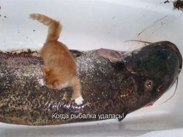 Котопост животные, коты, прикол, юмор