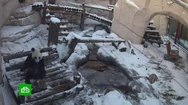 Живущие в Московском зоопарке Панды Жуи и Диндин обрадовались снегу