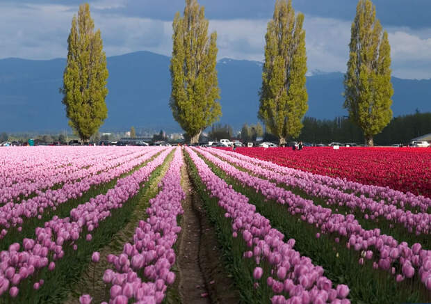 tulips27 Самые яркие тюльпаны со всего света