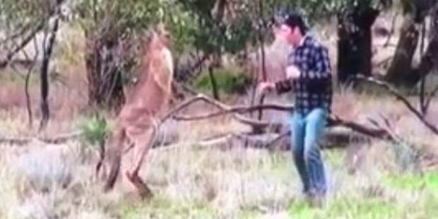Австралиец устроил драку с кенгуру, взявшим в заложники его пса