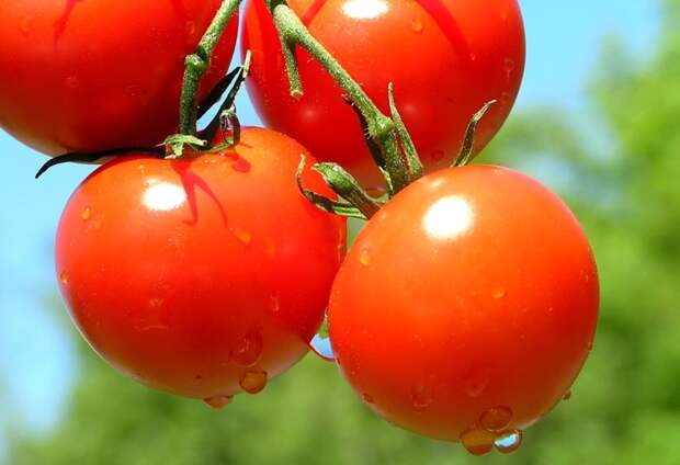 Картинки по запросу planta de tomate