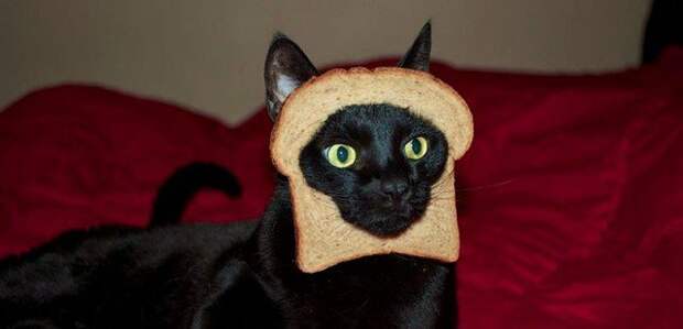 Если у вас нет даже пельменей, на четвертый день кошка с удовольствием ест хлеб животные, коты, прикол, юмор