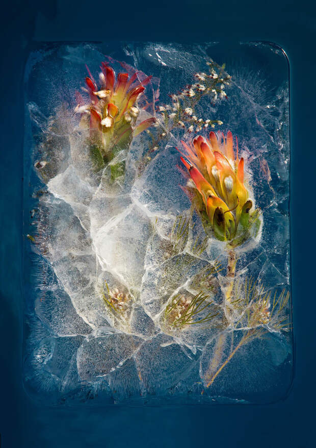 Цветы Южной Африки, замороженные в восхитительных композициях