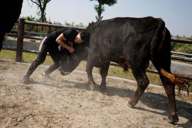Поединок с быком - опасная смесь кунг-фу и корриды