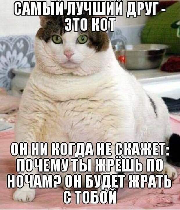 изображение: Самый лучший друг - это кот! Он никогда не скажет, почему ты жрёшь по ночам? Он будет жрать с тобой. #Котоматрицы