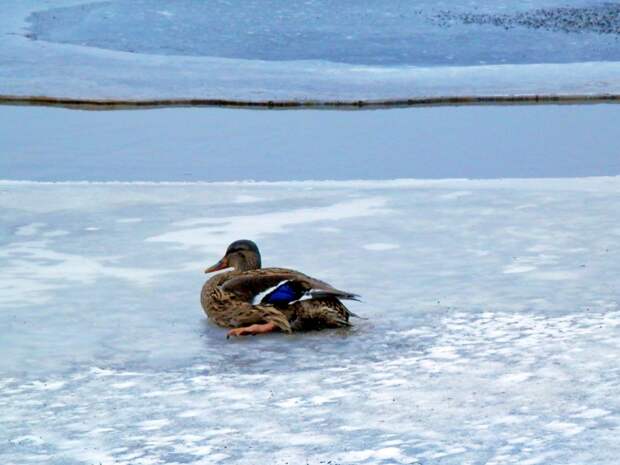Трагедия в Чертаново: Не дайте уткам вмёрзнуть в лёд!
