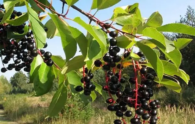 Черемуха Сахалинская устойчивая