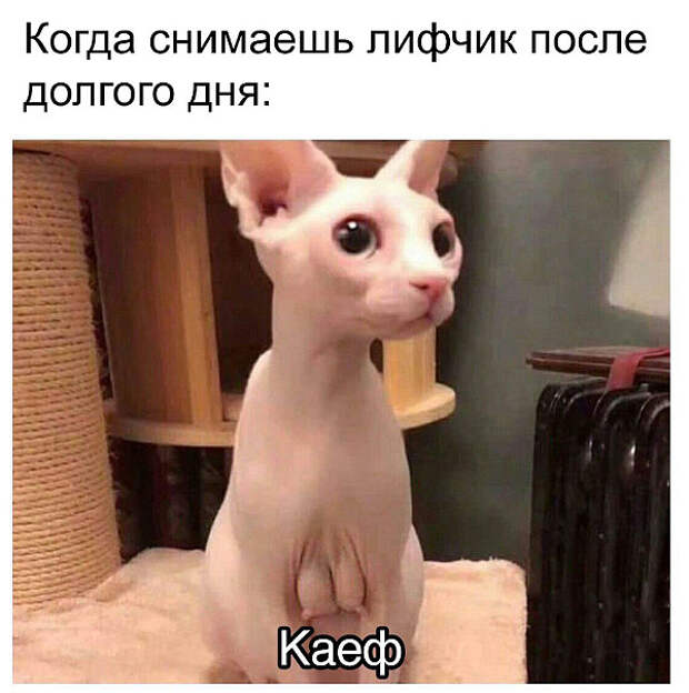изображение: Когда снимаешь лифчик после долгого дня - Кайф! #Котоматрицы