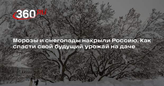 Садовод Сидельников объяснил, почему косточковые деревья расчищают от снега