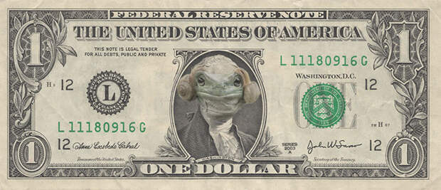 Dollar Bill