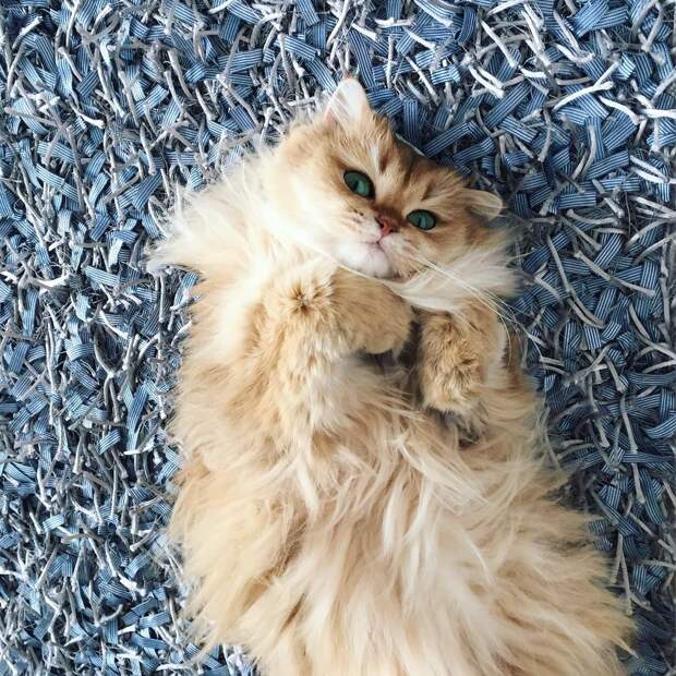 Встречайте Смузи — самую фотогеничную кошку на свете