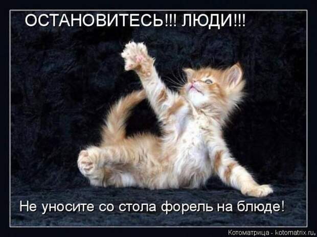 Самые лучшие котоматрицы прошедшей недели Самые лучшие котоматрицы прошедшей недели