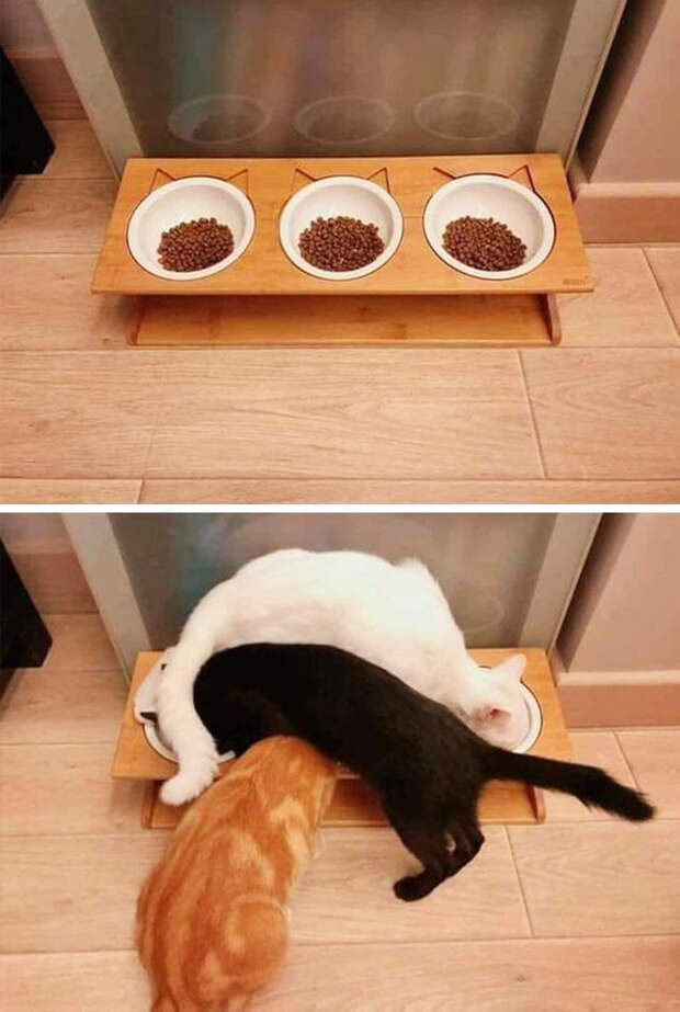 20+ правдивых фото, которые демонстрируют всю суть жизни с котом