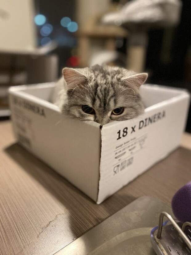 15 котиков, которые обожают коробки 15 котиков, которые обожают коробки