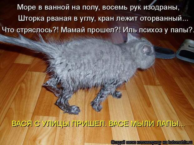 Лучшие котоматрицы недели (50 фото)