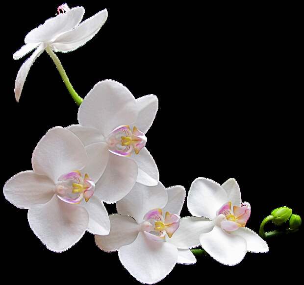 Картинки по запросу орхидеи