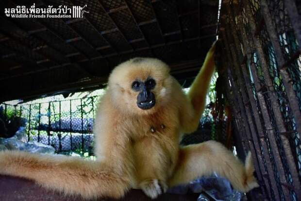 Золотистый ребёнок жил в мешке мусора 10 лет! Его владельцы вызвали спасателей от отчаяния животные, история, спасение