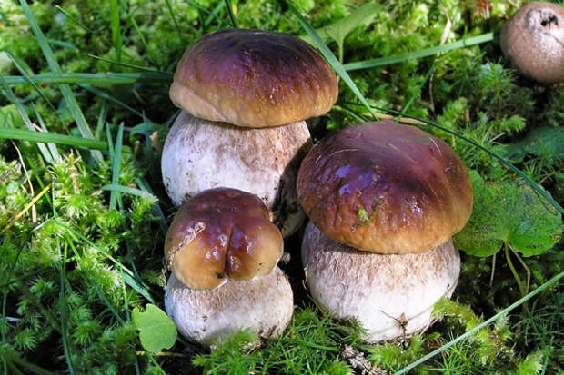 Три дореволюционных рецепта соления грибов