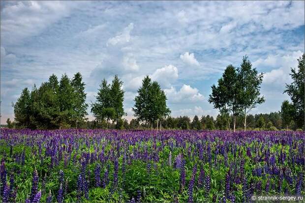 Цветущие поля лета