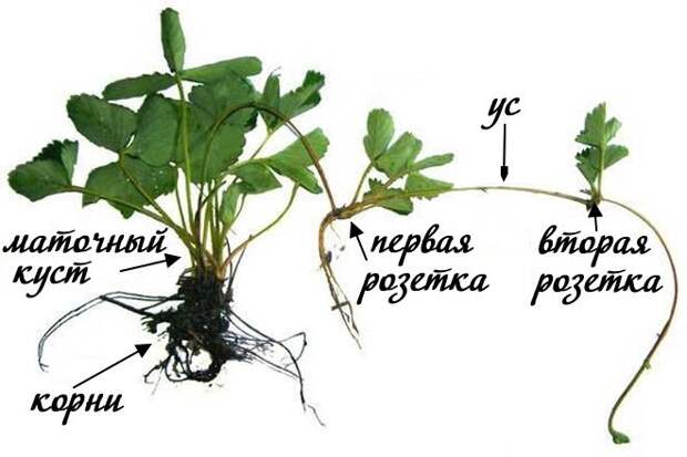Схема усы и розетки клубники