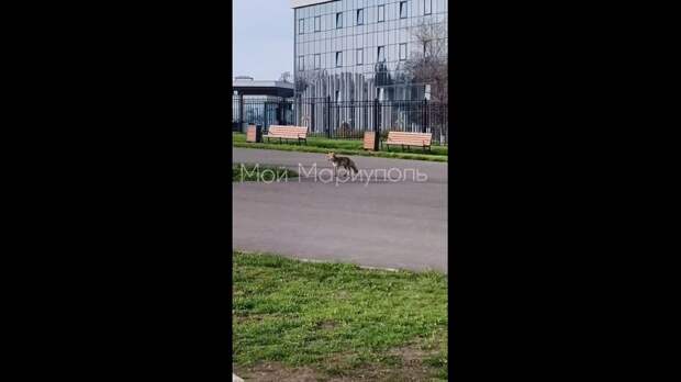 Лиса гуляет возле Нахимовского училища в Мариуполе https://t.me/webmoney_dn/318719Video: Клип