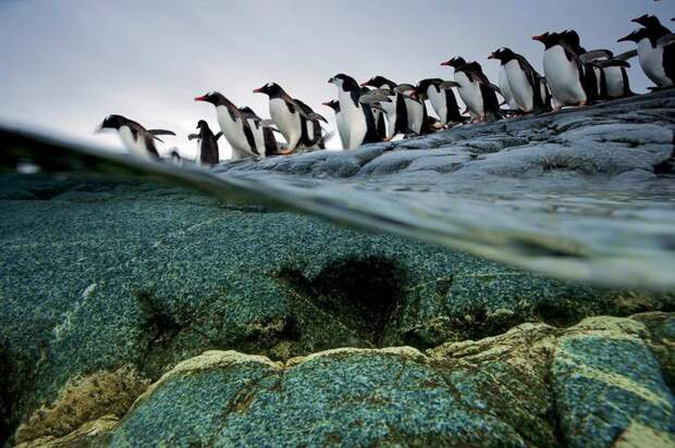 Пингвинья очередь на вход в воду