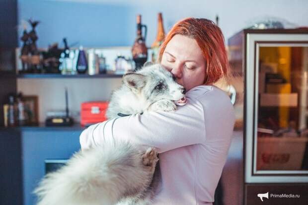 Как разводят домашних лисиц во Владивостоке Анастасия Хижняк, владивосток, лиса, фоторепортаж