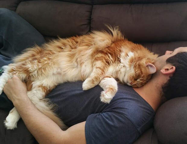 Огромный кот Омар породы мейн-кун набирает популярность в Интернете