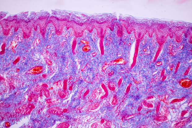 PNAS Nexus: простые организмы способны выживать в марсианских условиях