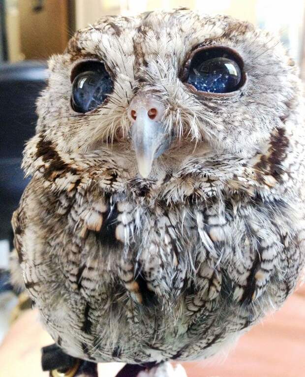 Зевс сова с космосом в глазах, Zeus owl