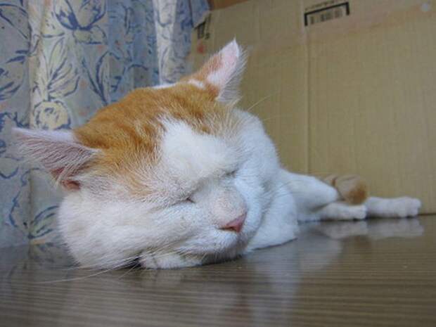 Котик, который очень любит спать котики, соня