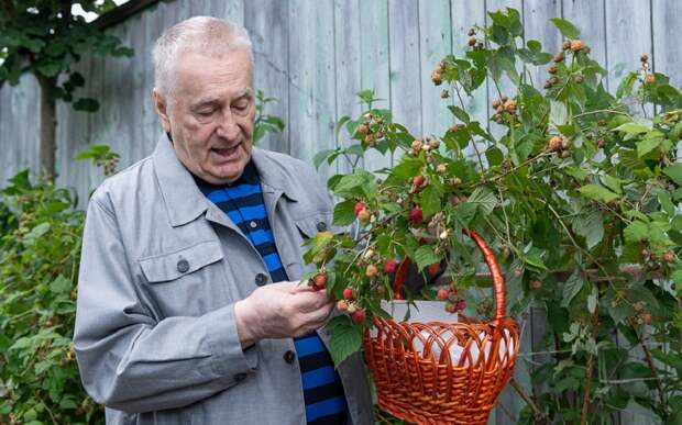 жириновский-33.jpg жириновский-33.jpg