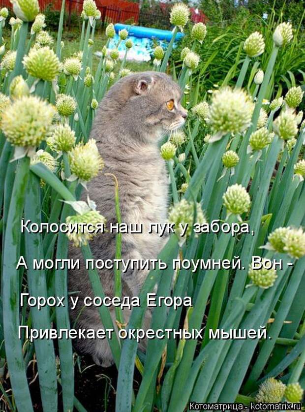 Котоматрица: Колосится наш лук у забора, А могли поступить поумней. Вон - Горох у соседа Егора Привлекает окрестных мышей.