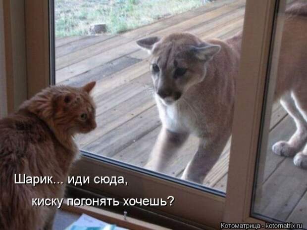 Лучшие котоматрицы недели Лучшие котоматрицы недели