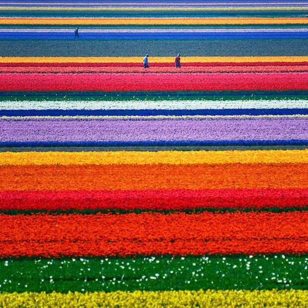 Легендарные тюльпановые поля в Нидерландах