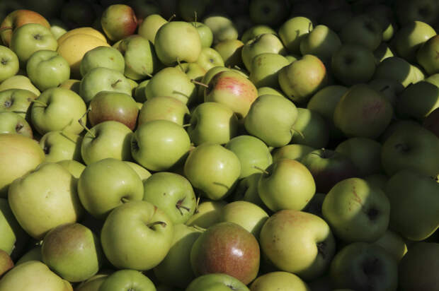 Польские садовники требуют восстановить экспорт яблок в РФ
