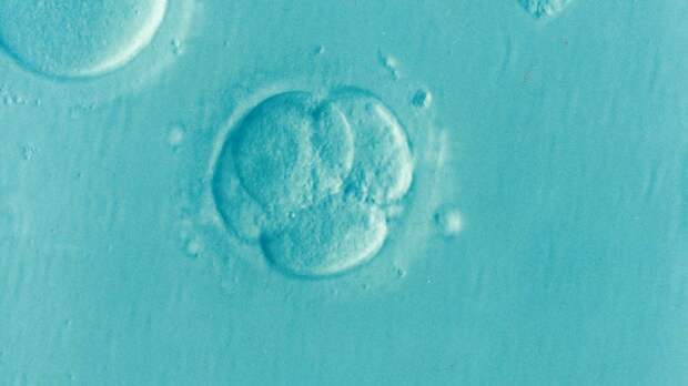 Scientists Have Created A Human &quot;Entity&quot; That Has No Mother Or Father