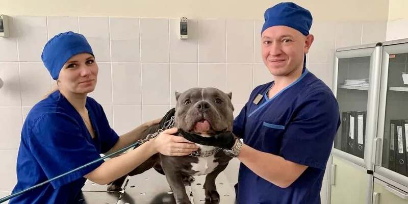 Владельцы животных могут вызвать ветеринара на дом с помощью портала mos.ru