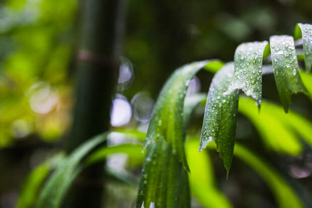 Дождь весь день и «парниковый «эффект» ожидаются в Смоленске во вторник