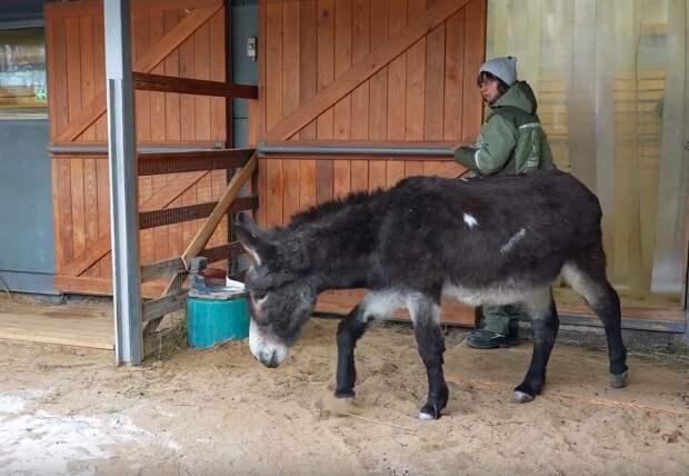 Возивший снаряды на фронте осел Жорик поселился в детском зоопарке Москвы