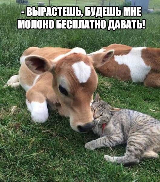 Смешные картинки с надписями прикол, юмор