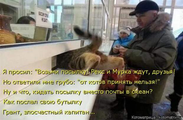Лучшие котоматрицы недели (50 фото)