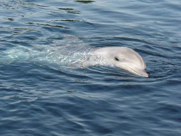 В Финляндию впервые за столетие приплыли дельфины